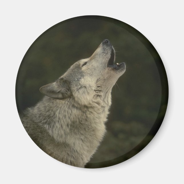 Aimant Loup gris (Devant)