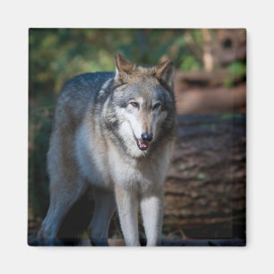 Aimant Loup gris