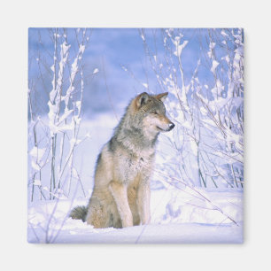 Aimant Loup gris assis dans la neige, Canis lupus,