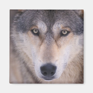 Aimant loup gris, Canis lupus, gros plan sur les yeux