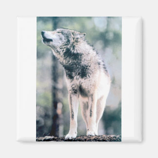 Aimant Loup gris dans le parc national du Grand Teton