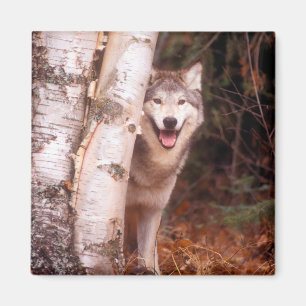 Aimant Loup Gris Derrière un Arbre