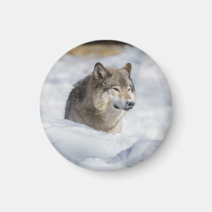 Aimant Loup solitaire en neige