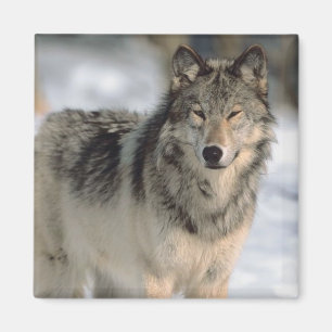 Aimant Loup vigilant