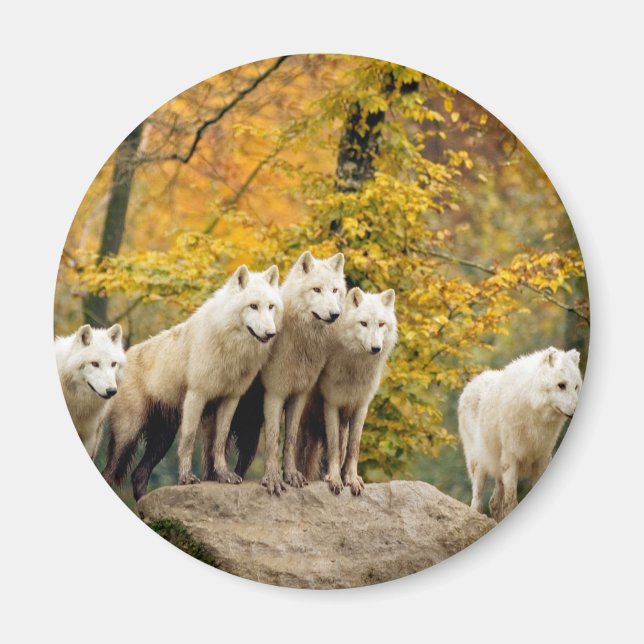 Aimant Loups blancs de l'Alaska dans la forêt (Devant)