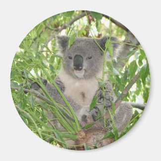 Aimant L'ours Koala d'Helaine