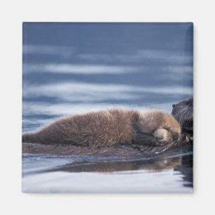 Aimant loutre de mer, Enhydra lutris lutris