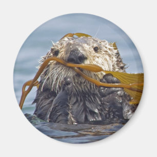 Aimant Loutre enveloppée dans Kelp.Magnet