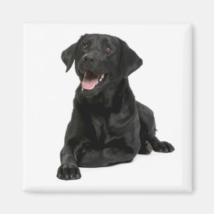 Aimant Love Black Labrador Retriver Chien Chien Chien Chi