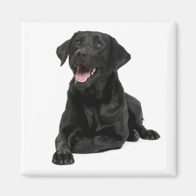 Aimant Love Black Labrador Retriver Chien Chien Chien Chi (Devant)
