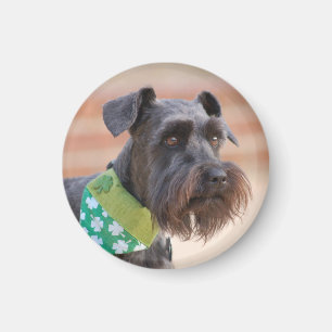 Aimant Lucky Miniature Schnauzer