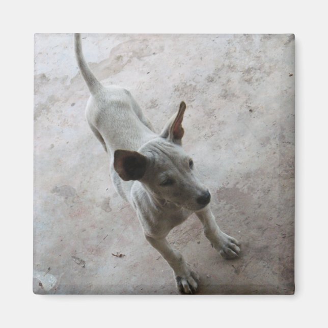 Aimant Luk Maa ... Chien chiot thaïlandais Soi (Devant)