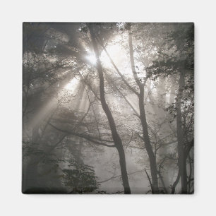 Aimant Lumière du soleil à travers les arbres bois sombre