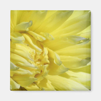 Aimant Lumineuse, Lémon Jaune Dahlia
