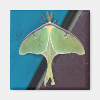 Aimant Luna Moth