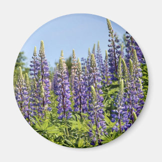 Aimant Lupines