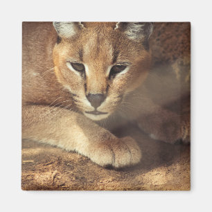 Aimant Lynx