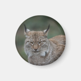 Aimant Lynx Vous Regarde