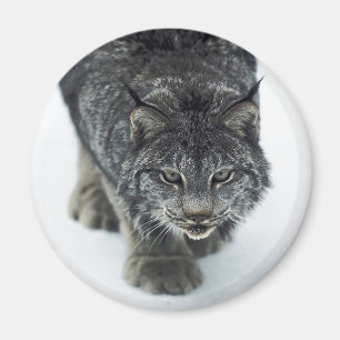 Aimant Lynx Winter