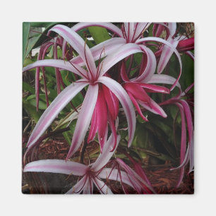 Aimant Lys de Crinum violet de la reine Emma
