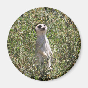 Aimant M. Meerkat