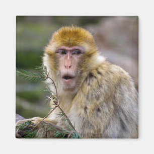 Aimant Macaca sylvanus