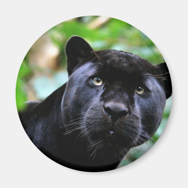 Aimant Macro Black Panther (Devant)