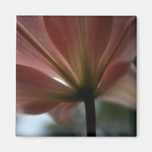 Aimant Madame rose