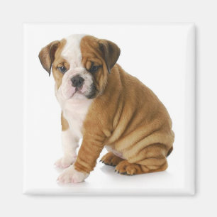 Aimant Magnat anglais de Chien Chien Chien Chien Chien Ch
