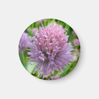 Aimant Magnat de ciboulette en fleurs