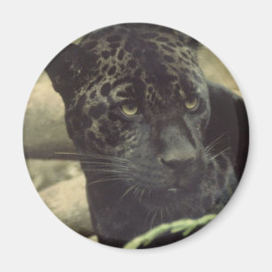 Aimant Magnat de la Panthère noire