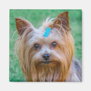 Aimant Magnat de la tête de chien du Yorkshire de Cute T