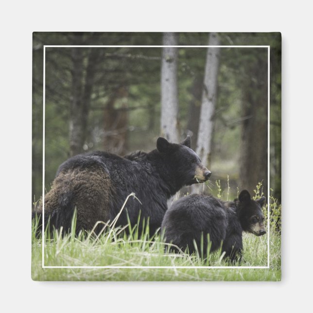 Aimant Magnat de l'ours noir en pierre jaune (Devant)
