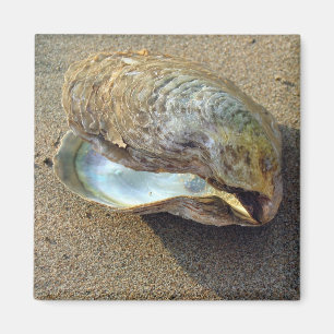Aimant Magnat de plage de sable de coquillage de moules