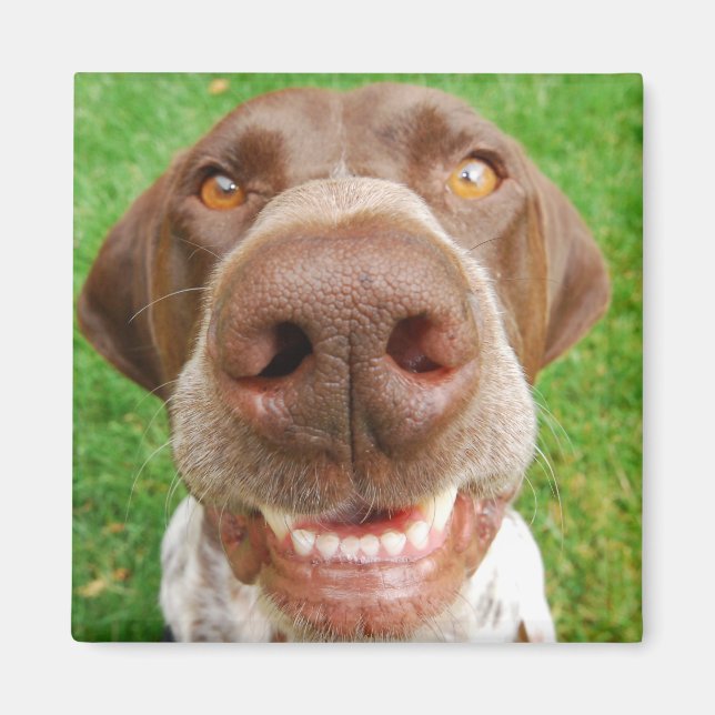 Aimant Magnat de sourire GSP (Devant)