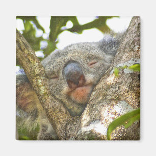 Aimant Magnat d'ours de Koala dormant