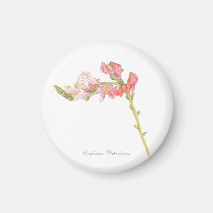 Aimant Magnat Snapdragon