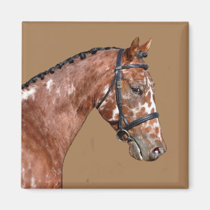 Aimant Magnat Stallion Knabstupper