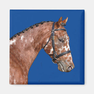 Aimant Magnat Stallion Knabstupper