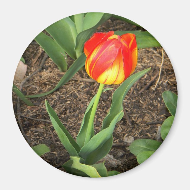 Aimant Magnifique au printemps ...... (Devant)