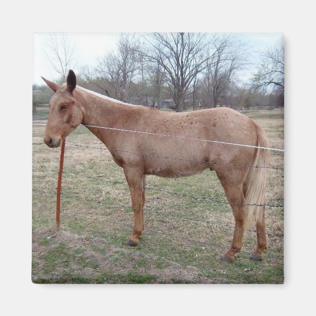 Aimant Magnifique Mule ! (Devant)