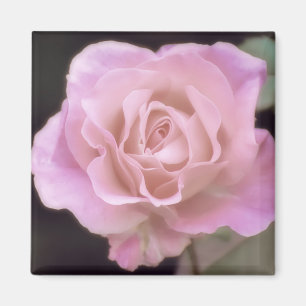 Aimant Magnifique Rose rose