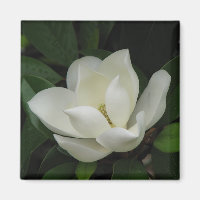 Magnolia du Sud