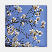 Magnolias florissants
