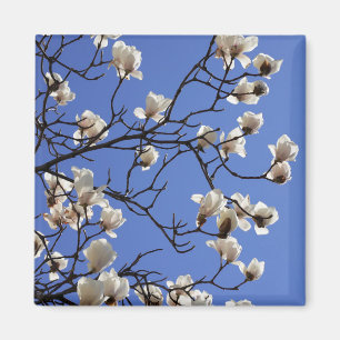Aimant Magnolias florissants