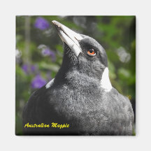 Magpie australienne