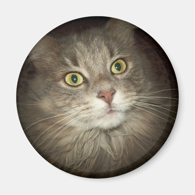 Aimant Maine Coon (Devant)