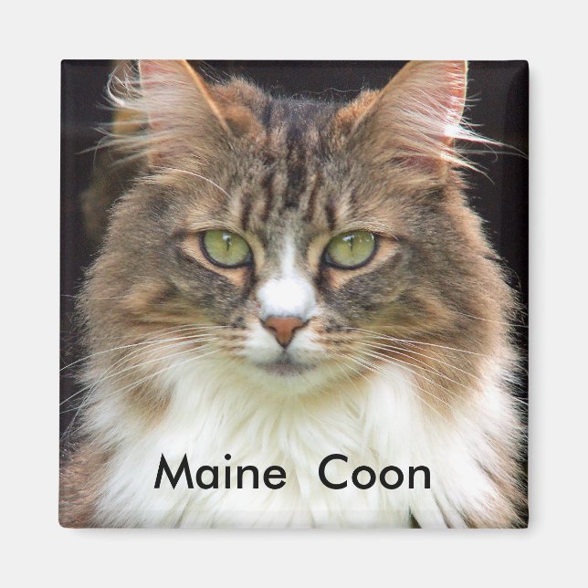 Aimant Maine Coon (Devant)