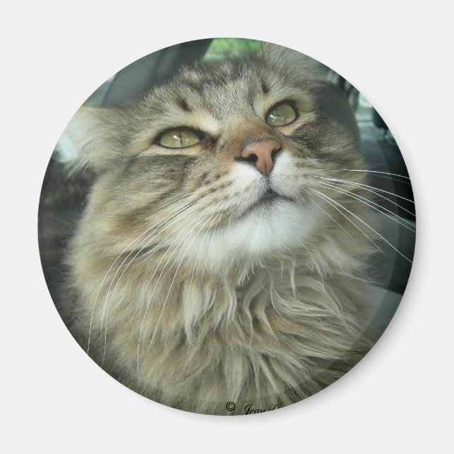 Aimant Maine Coon kitty (Devant)