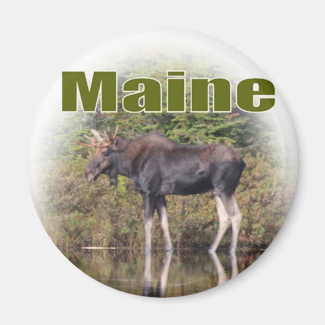 Aimant Maine Moose (Devant)